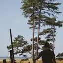 ljungensjenka