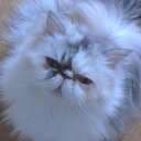 Lol V Stein