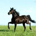 emelieek